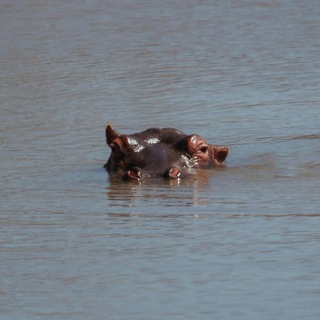 Black Rhino Game Lodge Pilanesberg Esterno foto