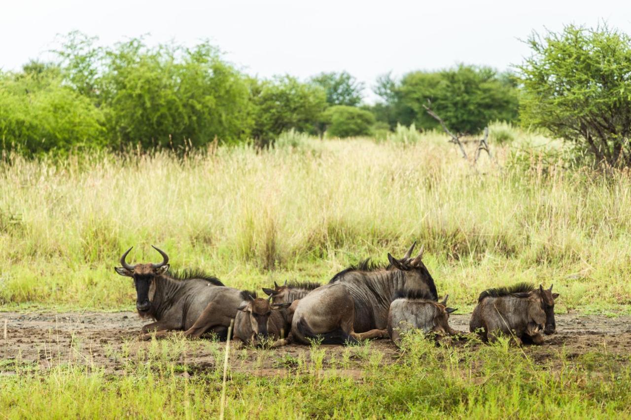 Black Rhino Game Lodge Pilanesberg Esterno foto
