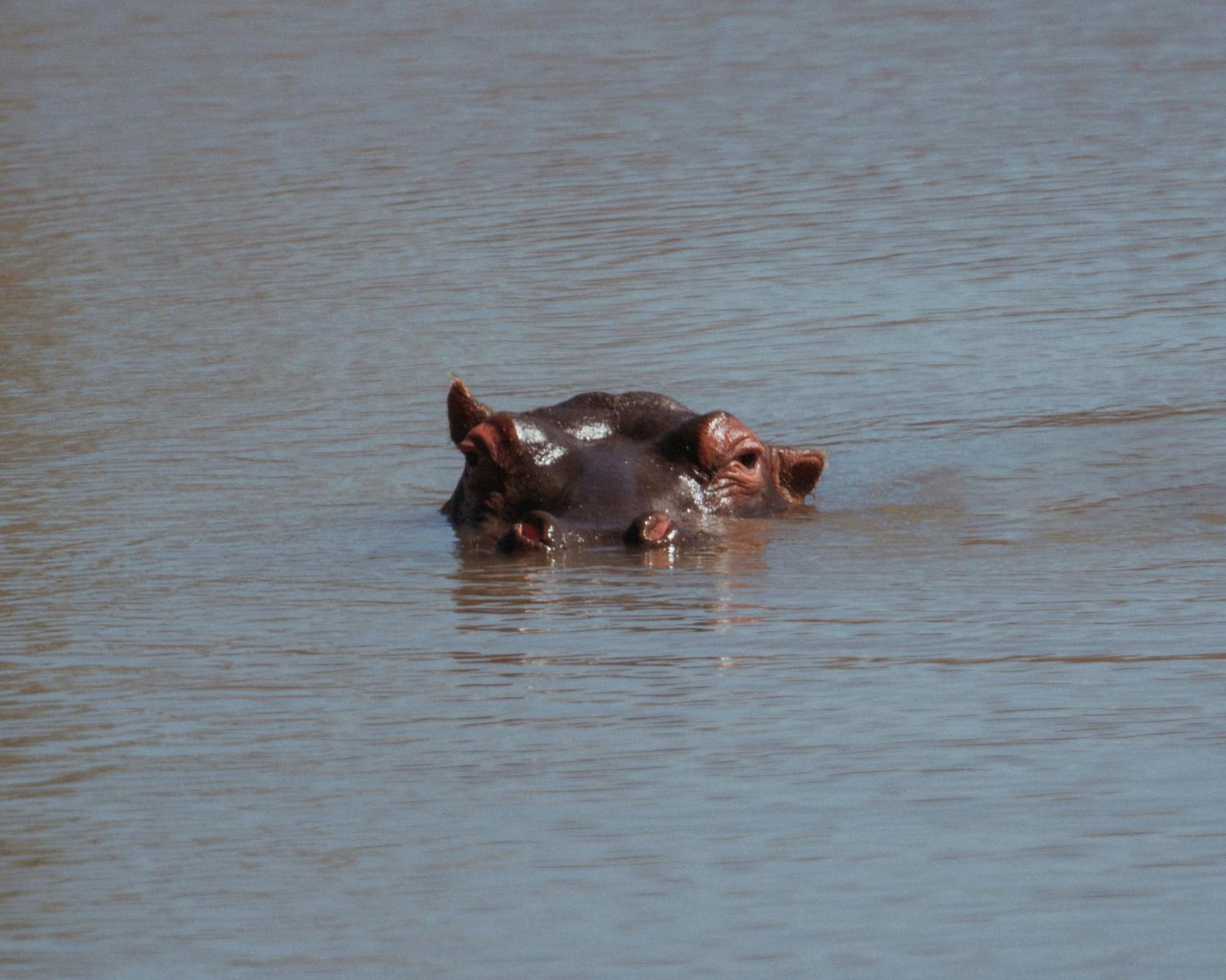 Black Rhino Game Lodge Pilanesberg Esterno foto