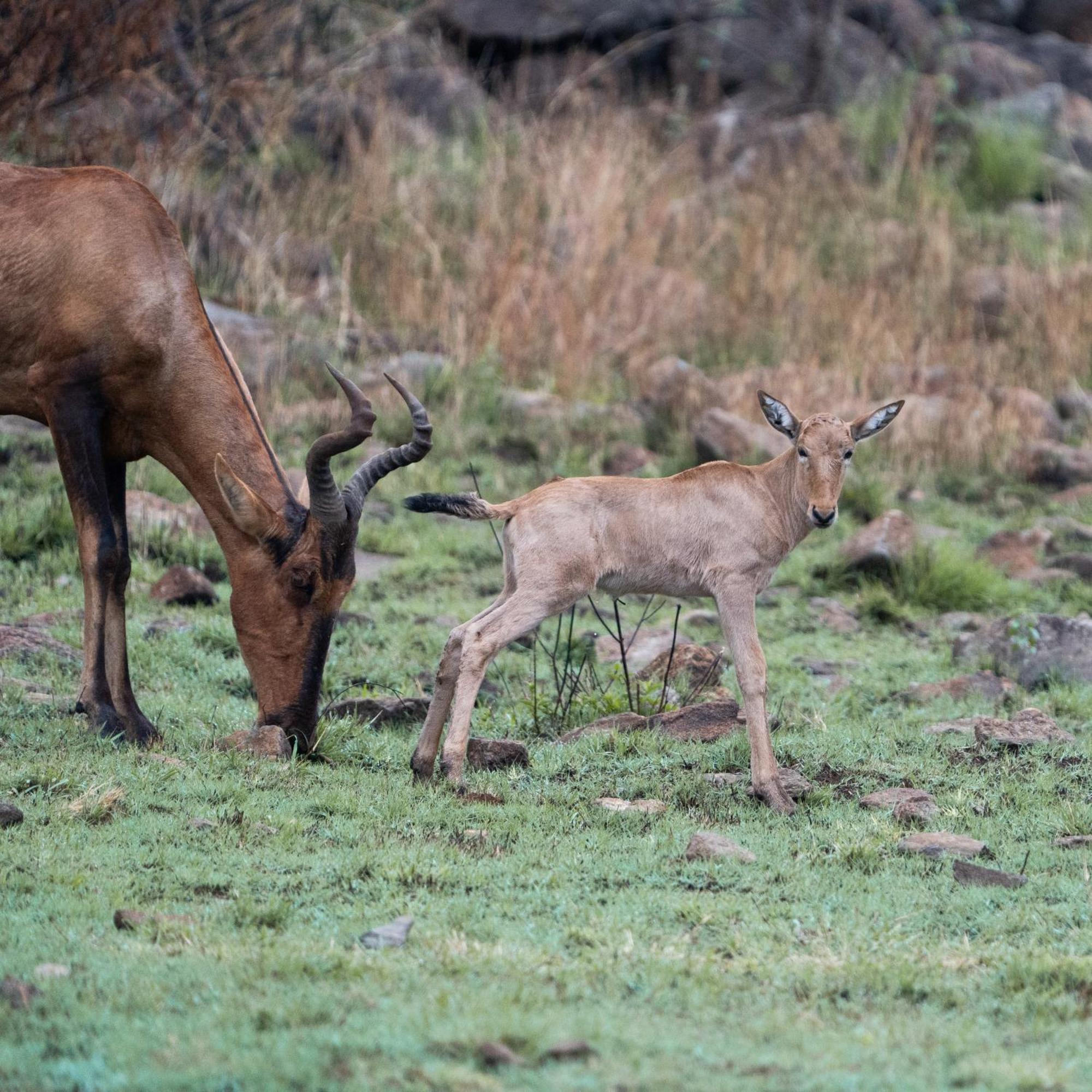 Black Rhino Game Lodge Pilanesberg Esterno foto
